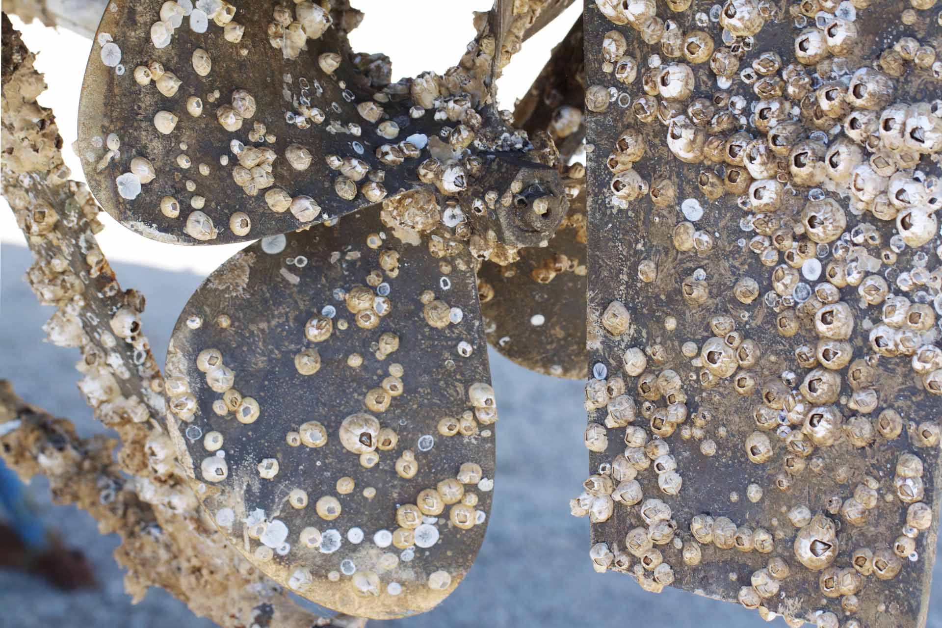 Havstulpaner på båtens propeller